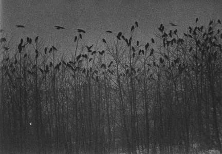 Artwork Title: Nayoro from The Solitude of Ravens