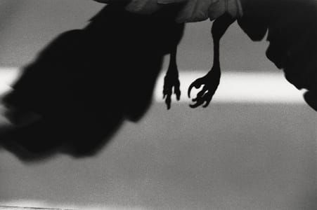 Artwork Title: Koen Dori, Shibuya from The Solitude of Ravens