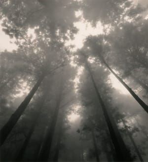 Artwork Title: Silent World