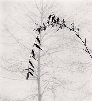 Artwork Title: Untitled