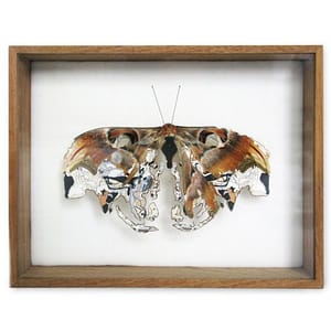 Artwork Title: Landkaart (map Butterfly)