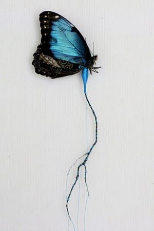 Artwork Title: Blauw Spinner Blue Spinner