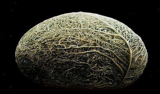 Artwork Title: Vegetable