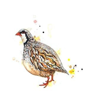 Artwork Title: Partridge