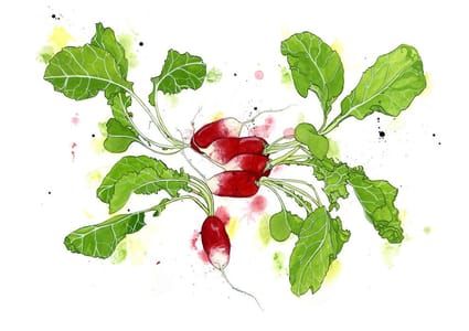 Artwork Title: French Breakfast Radishes