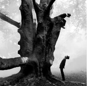 Artwork Title: Twins In Tree, Snedens Landing, New York