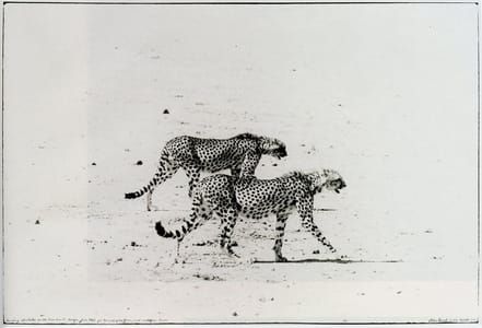 Artwork Title: Hunting Cheetahs on The Taru Desert, Kenya