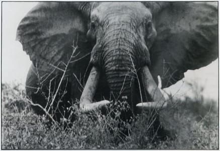 Artwork Title: The Last of The Big Tuskers (Circa 150-160 lbs per side)