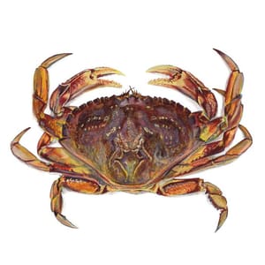 Artwork Title: Crab