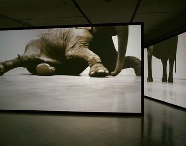 Artwork Title: Play Dead (guggenheim Installation)