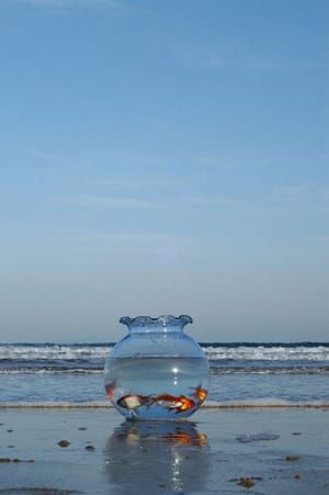 Artwork Title: Untitled Fish Bowl