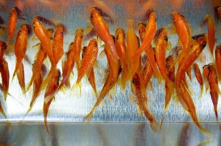 Artwork Title: Goldfish In Metal Lined Tea Box