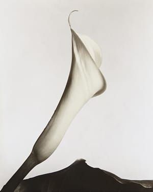 Artwork Title: Calla with leaf