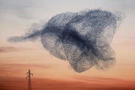 Artwork Title: Murmurations