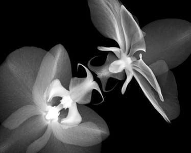 Artwork Title: X-ray Flower