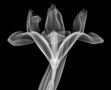 Artwork Title: Untitled