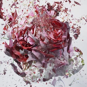 Artwork Title: High Speed Flower Explosions