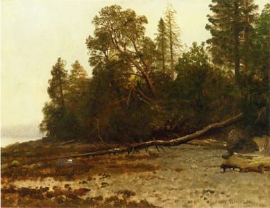 Artwork Title: The Fallen Tree
