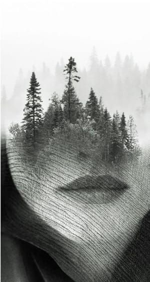 Artwork Title: Forbidden Wood