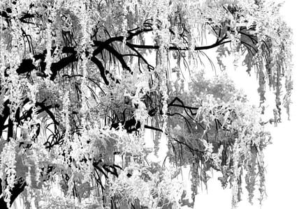 Artwork Title: Willow