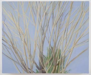 Artwork Title: Winter Maple
