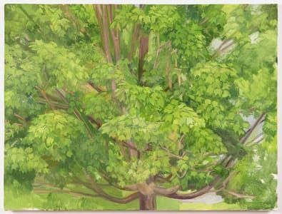 Artwork Title: Summer Maple