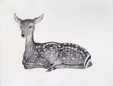 Artwork Title: Fawn