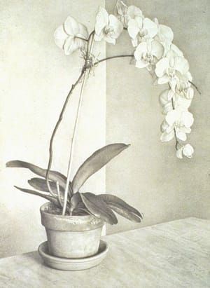 Artwork Title: Orchid