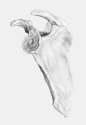 Artwork Title: Bones