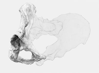 Artwork Title: Bones