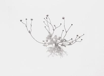 Artwork Title: Creeping Buttercup