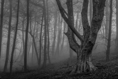 Artwork Title: The Old Guardian