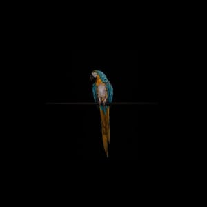 Artwork Title: Black Square Xi. Blue And Gold Macaw, 'amiga', Suffering From Feather Destructive Disorder. In Capti