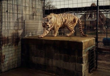 Artwork Title: White Tiger
