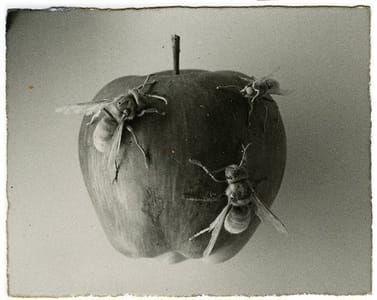 Artwork Title: A Box Of Ku