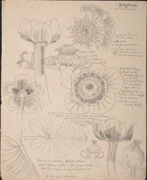 Artwork Title: Grążel żółty (Yellow Water Lily)
