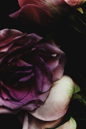 Artwork Title: Rose-9445