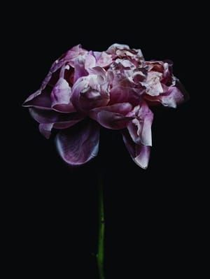 Artwork Title: Rose-9199
