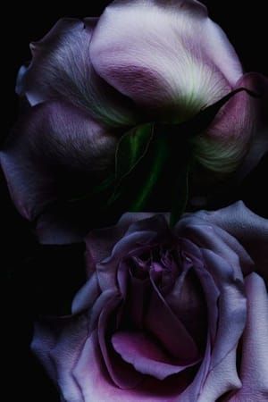 Artwork Title: Rose-9389
