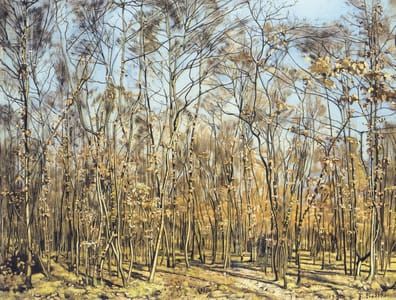 Artwork Title: The Beech Forest