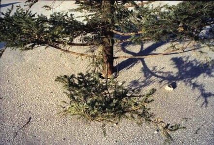 Artwork Title: Christmas Tree