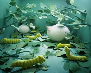 Artwork Title: Untitled