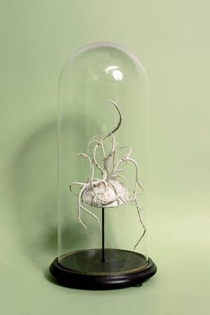 Artwork Title: Tealia