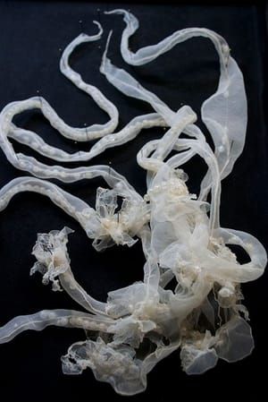 Artwork Title: Periphylla