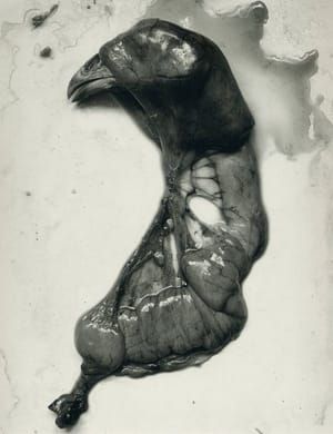 Artwork Title: Chicken Parts