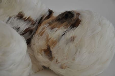 Artwork Title: Feather Child 1