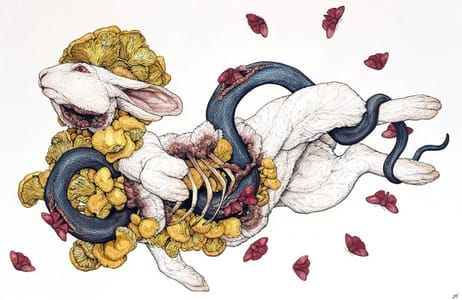 Artwork Title: The Contemplation Of Lepus