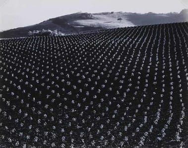 Artwork Title: Tomato Field