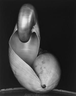 Artwork Title: Shell