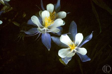 Artwork Title: Columbines At Night